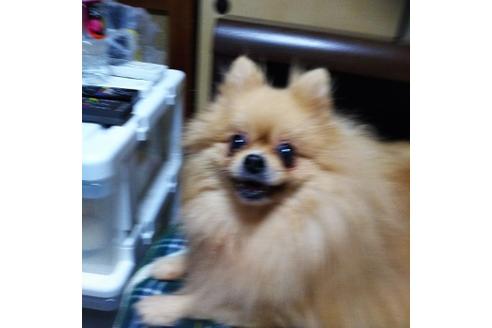 販売中のポメラニアンの親犬